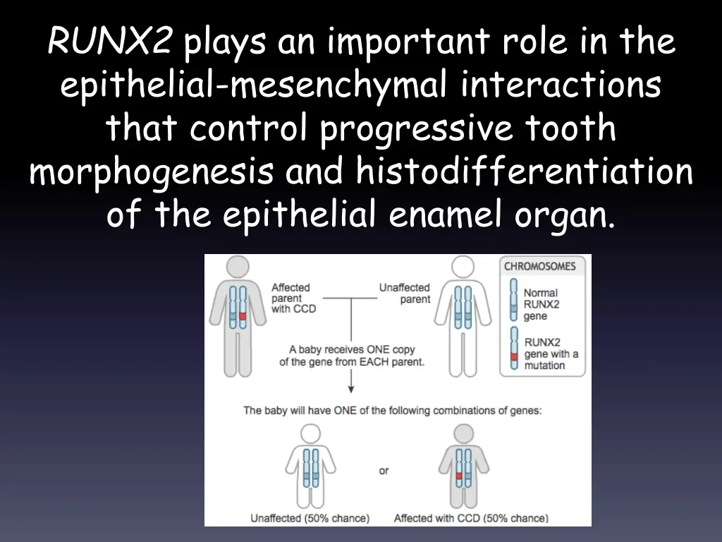 runx2 plays an important role in the epithelial
