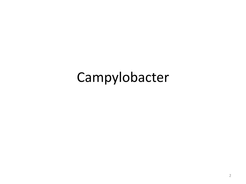 campylobacter