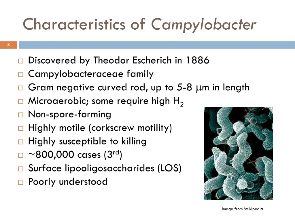 characteristics of campylobacter