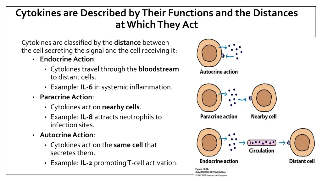 cytokines are described by their functions