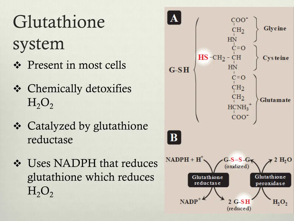 glutathione system present in most cells