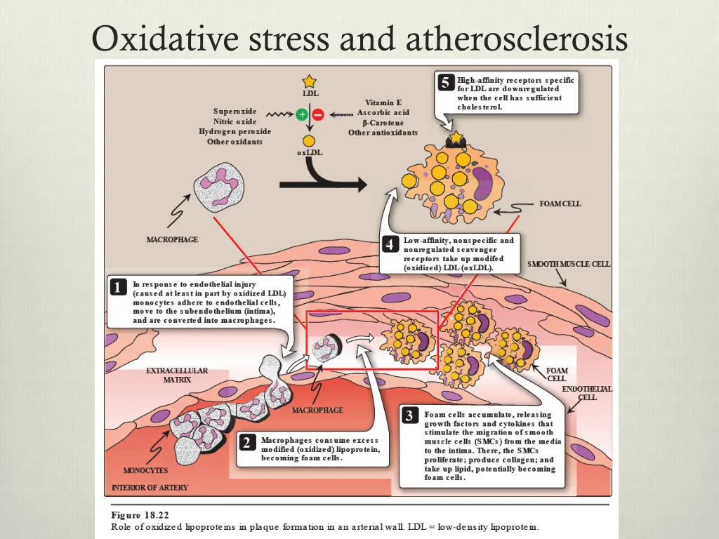 oxidative stress and atherosclerosis