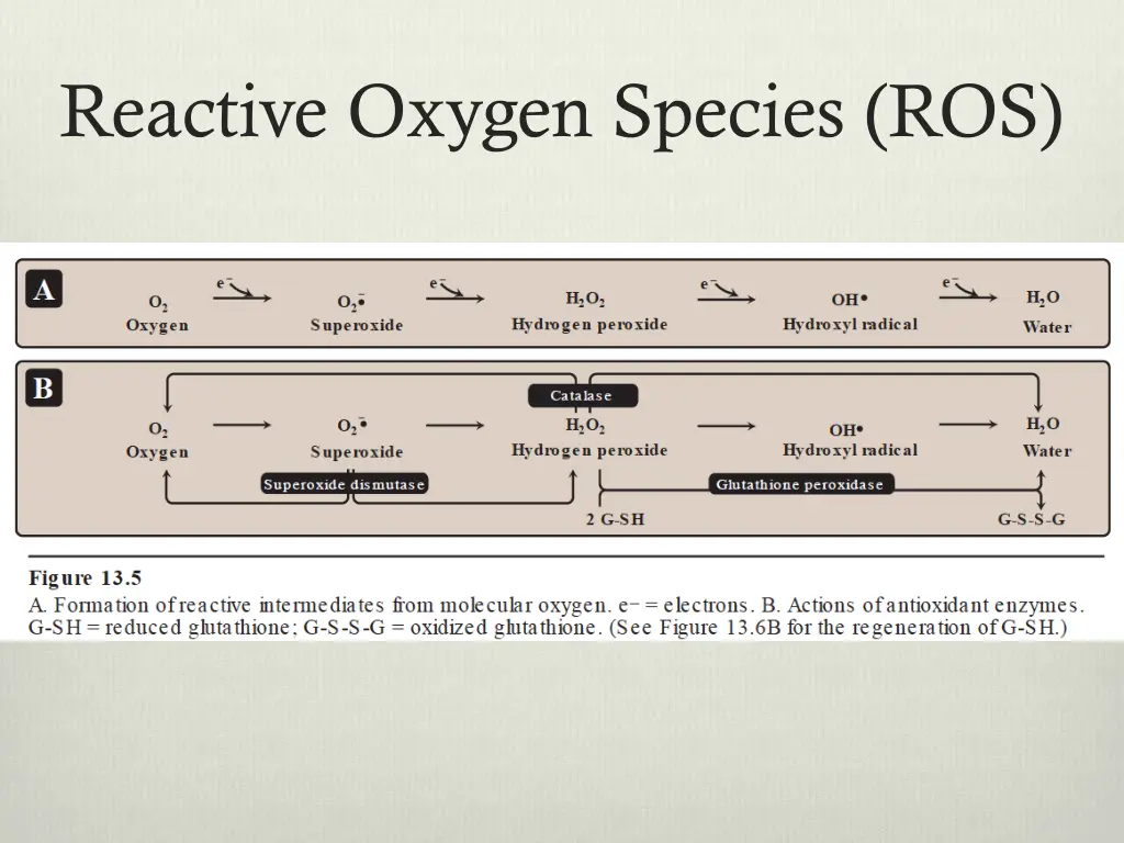 reactive oxygen species ros 1