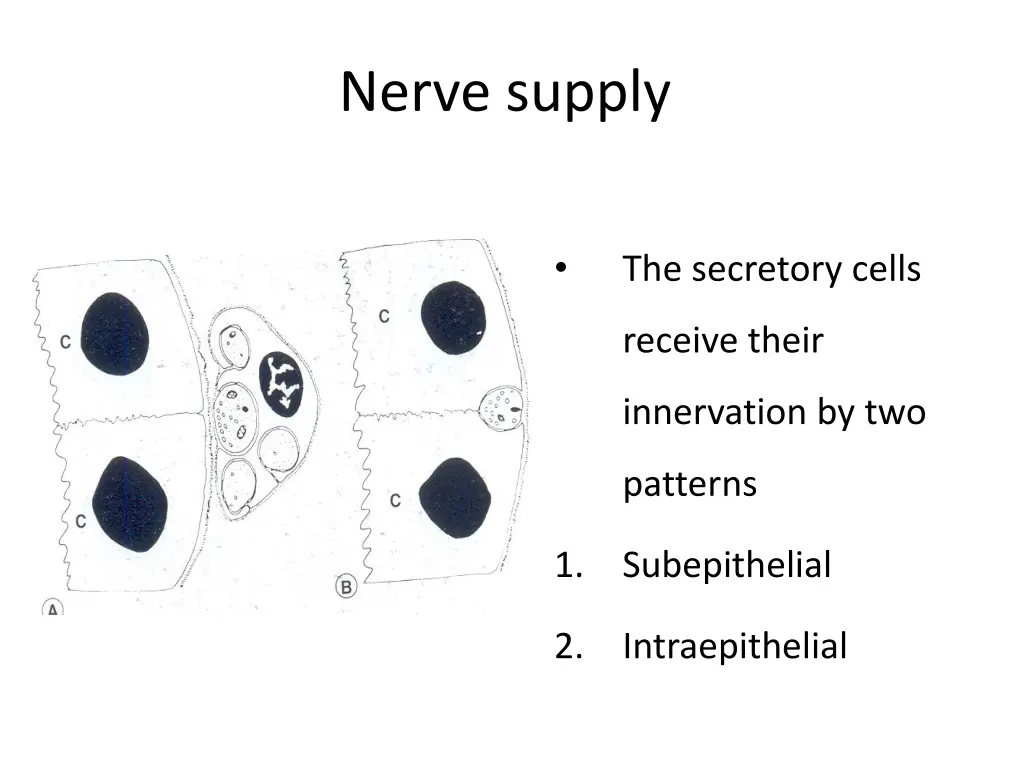 nerve supply