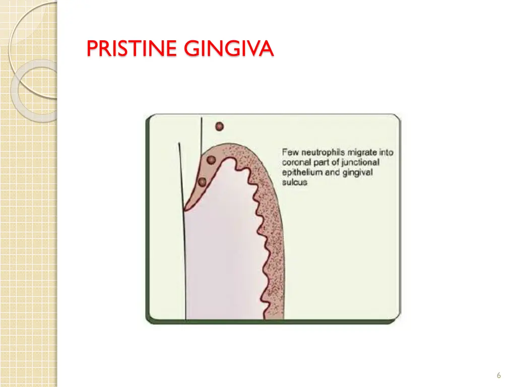 pristine gingiva