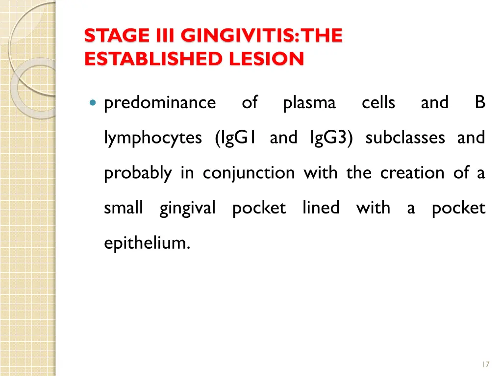 stage iii gingivitis the established lesion