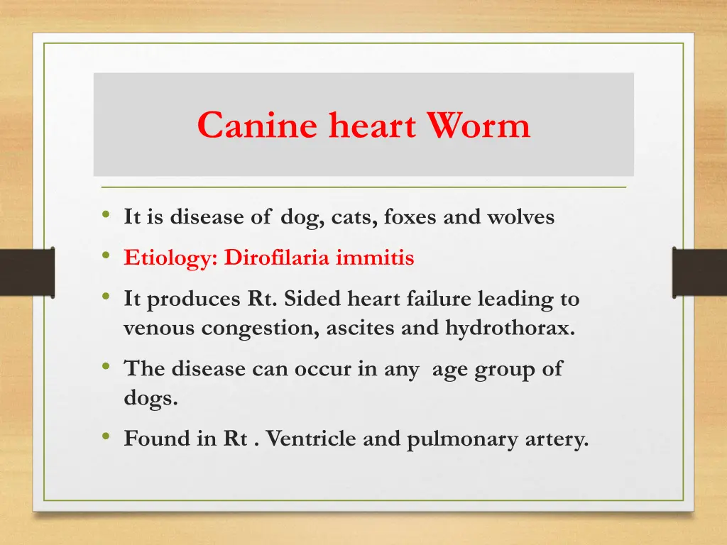 canine heart worm