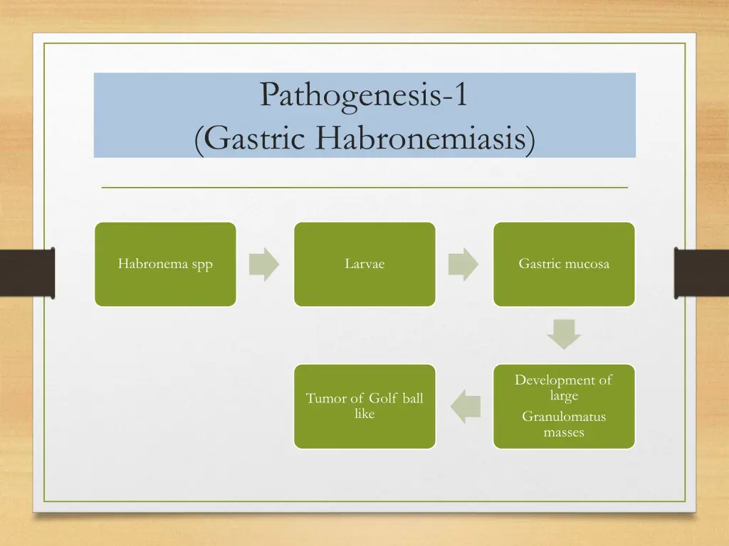 pathogenesis 1 gastric habronemiasis