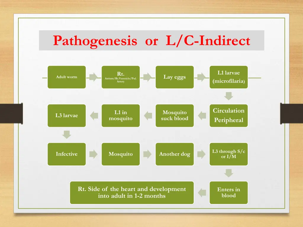 pathogenesis or l c indirect