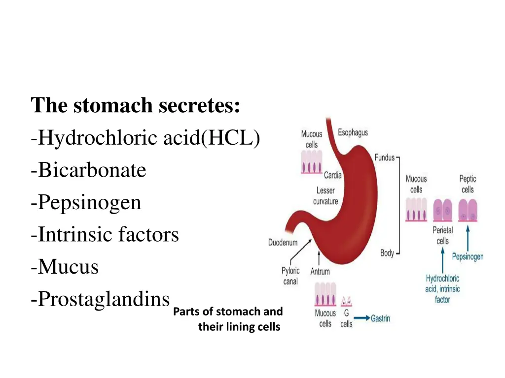 the stomach secretes hydrochloric acid