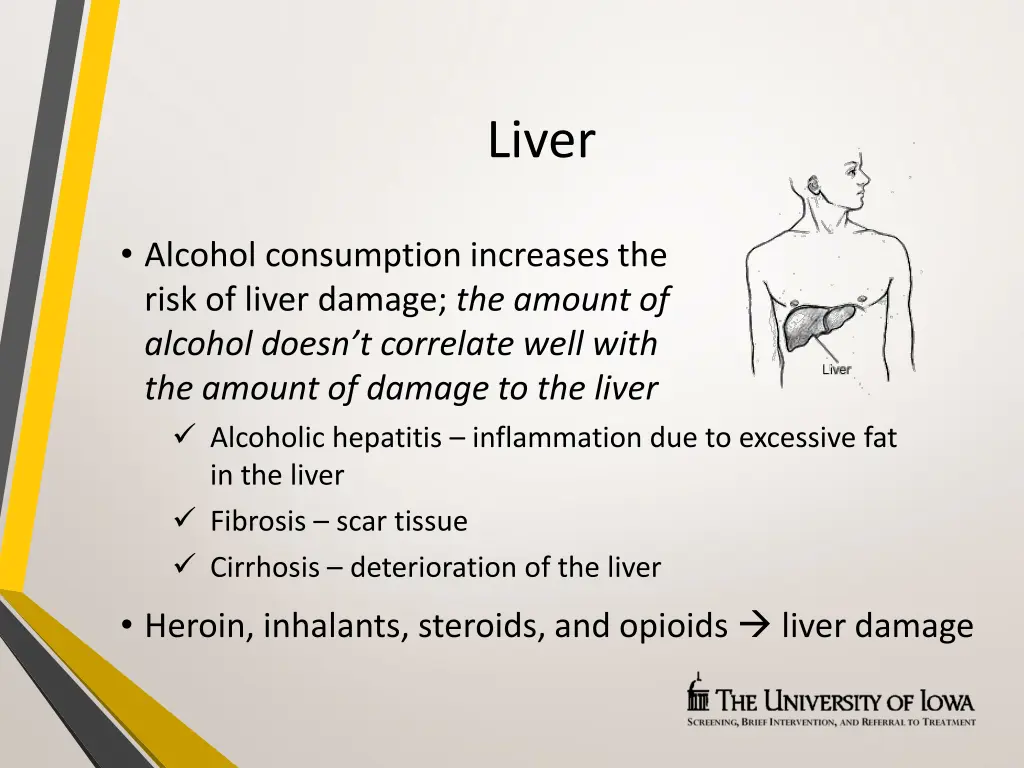 liver