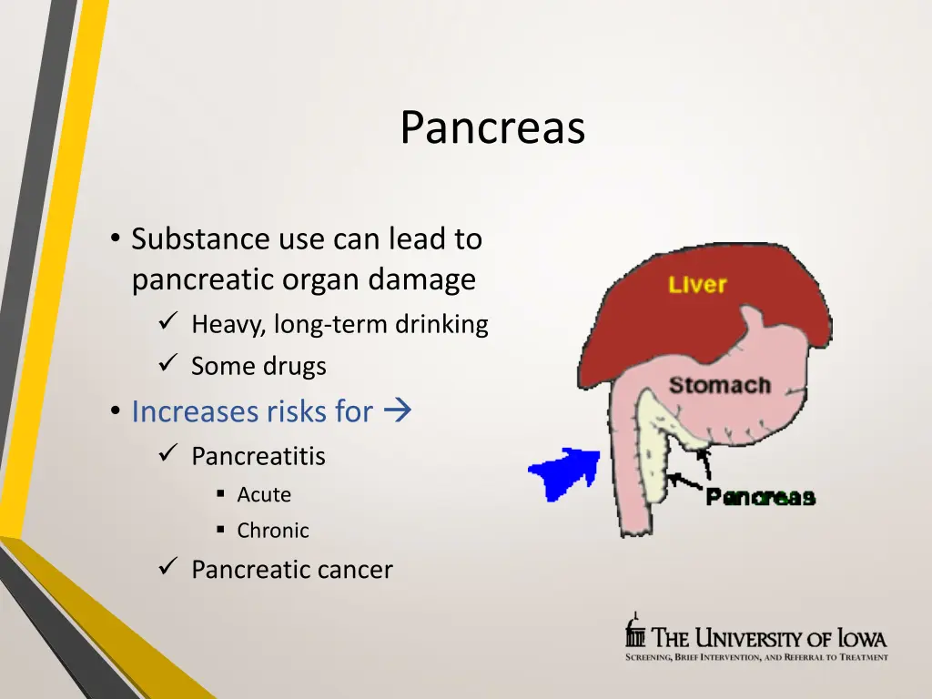 pancreas