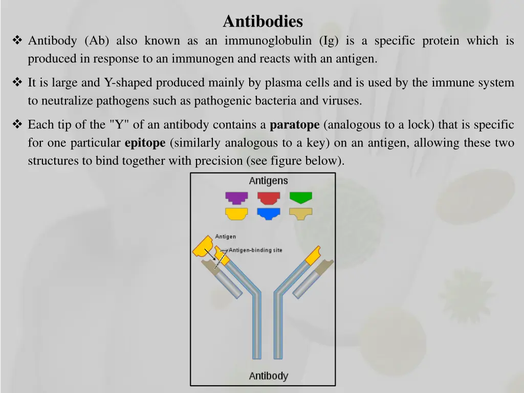 antibodies