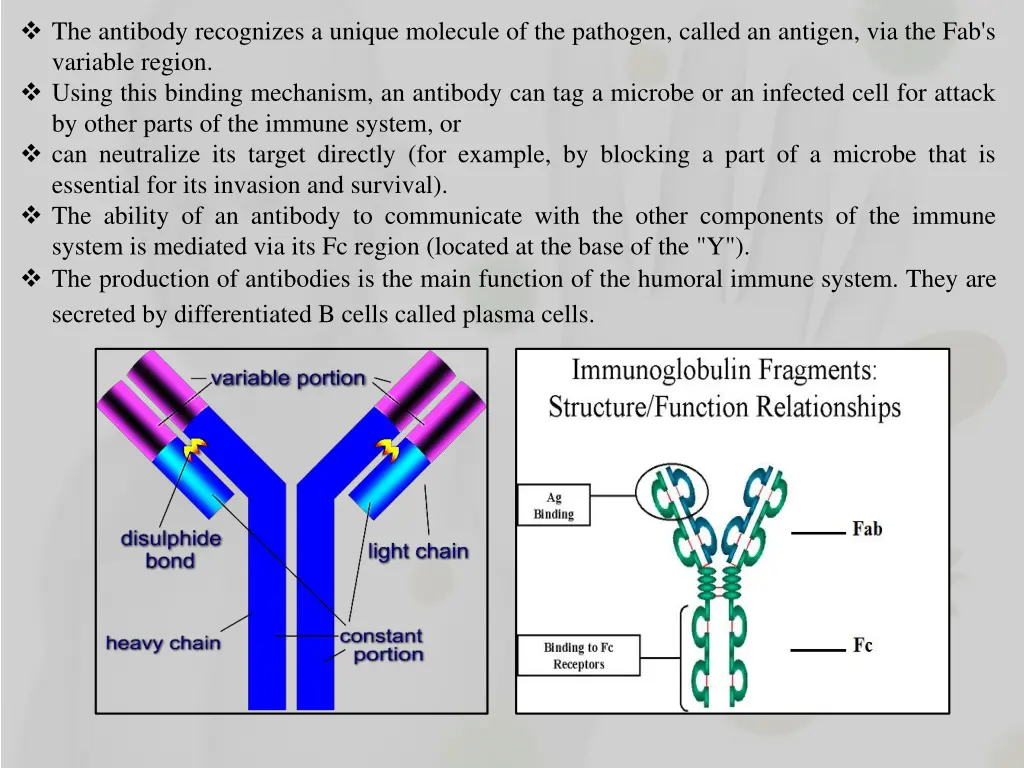the antibody recognizes a unique molecule
