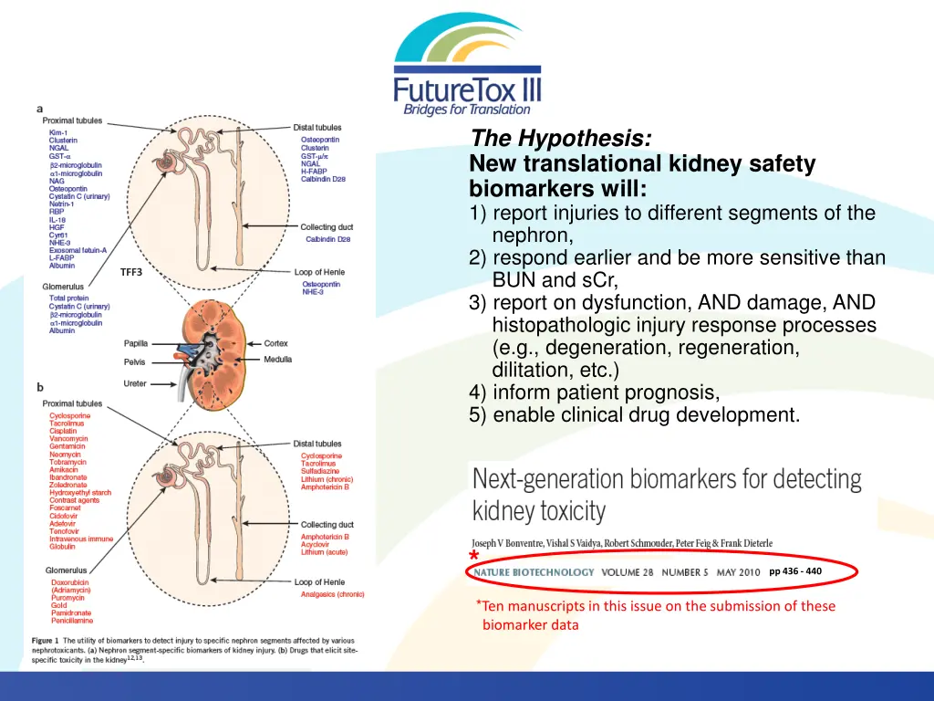 the hypothesis new translational kidney safety