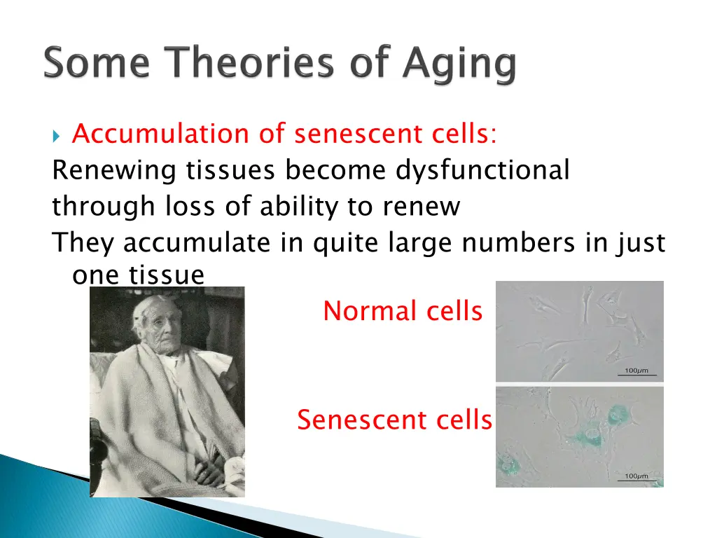 accumulation of senescent cells renewing tissues
