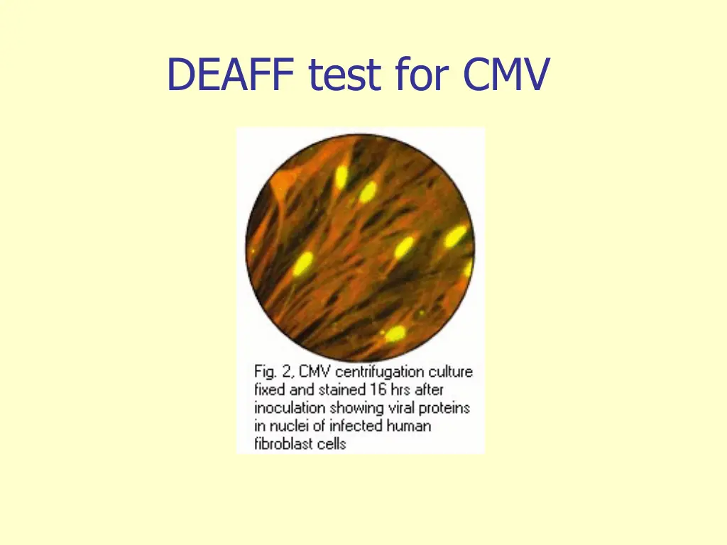 deaff test for cmv