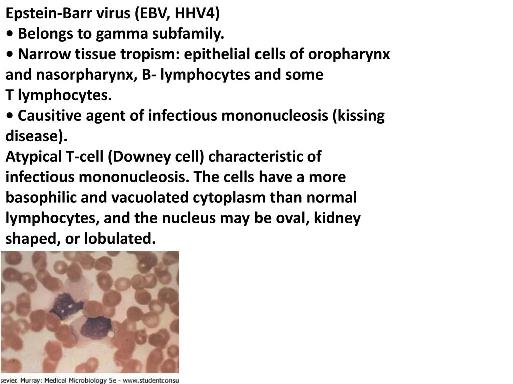 epstein barr virus ebv hhv4 belongs to gamma