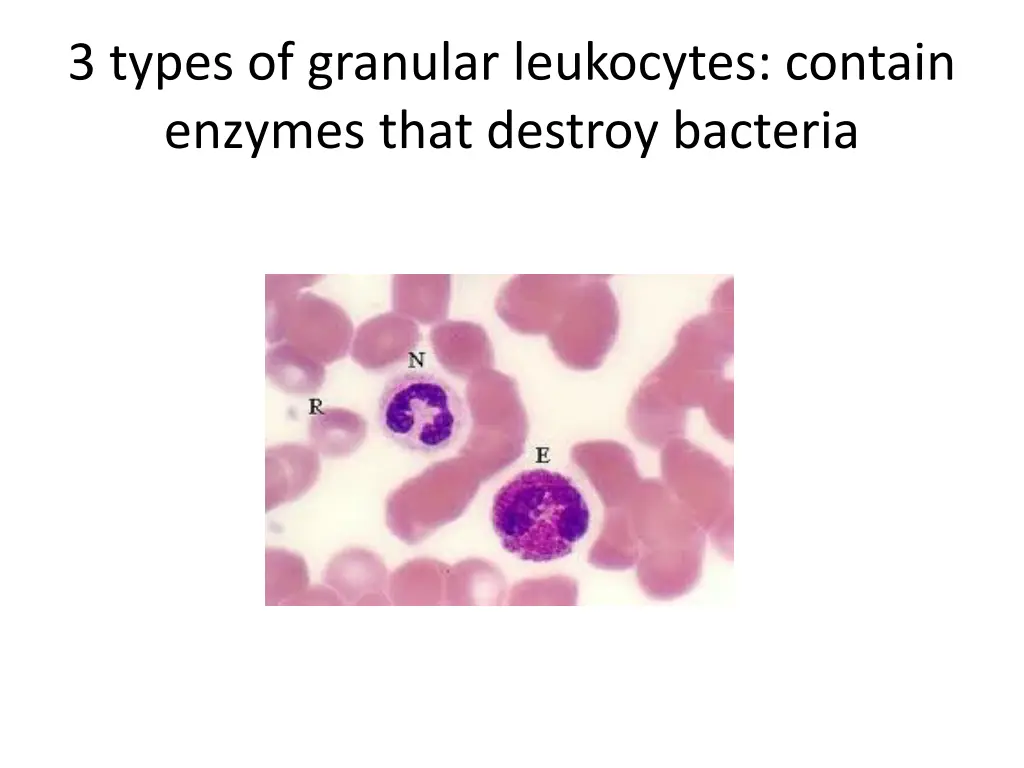 3 types of granular leukocytes contain enzymes