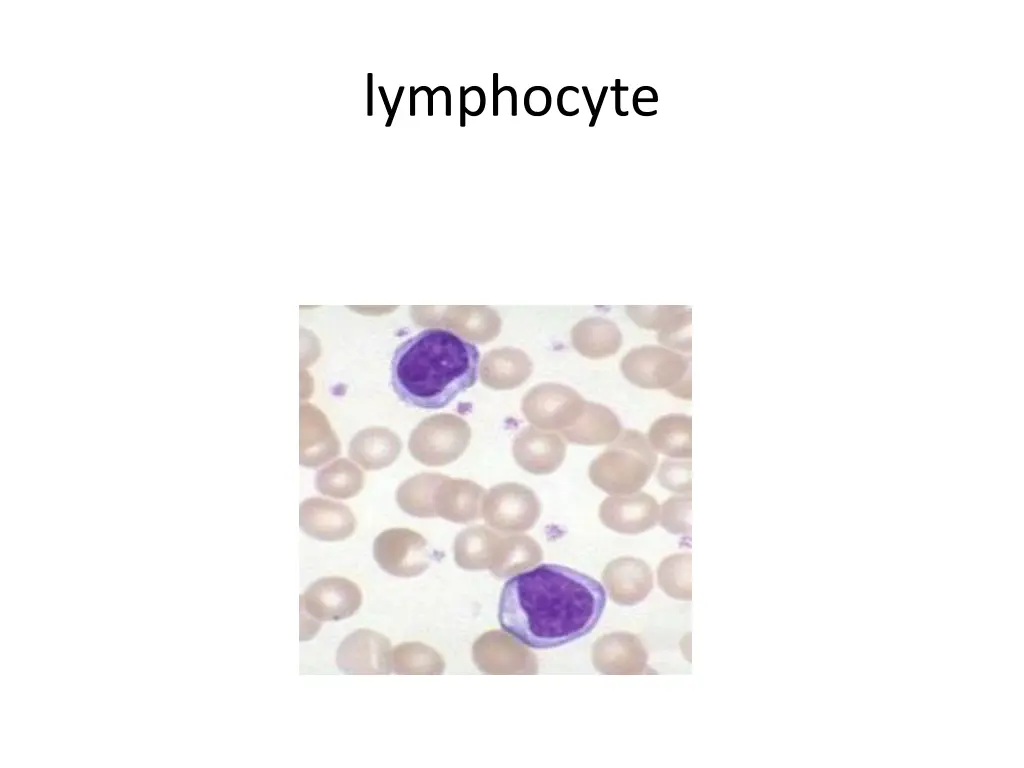 lymphocyte