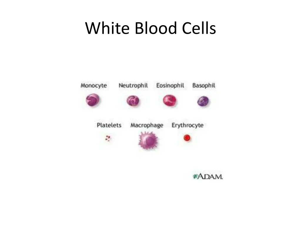 white blood cells