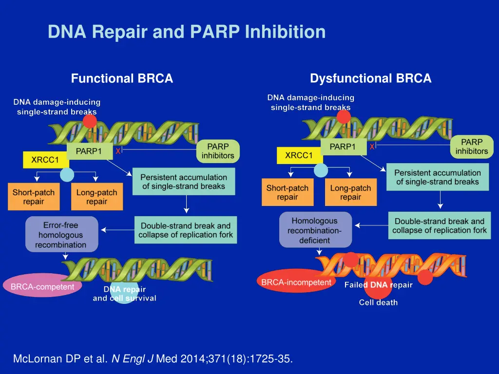 dna repair and parp inhibition