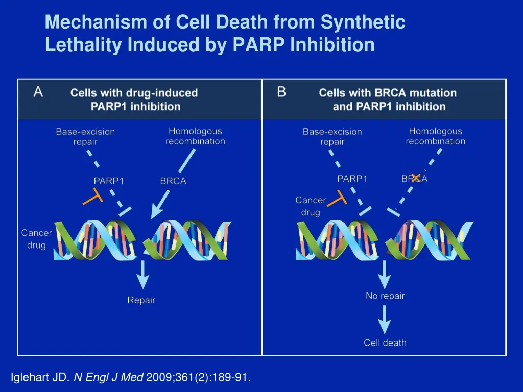 mechanism of cell death from synthetic lethality