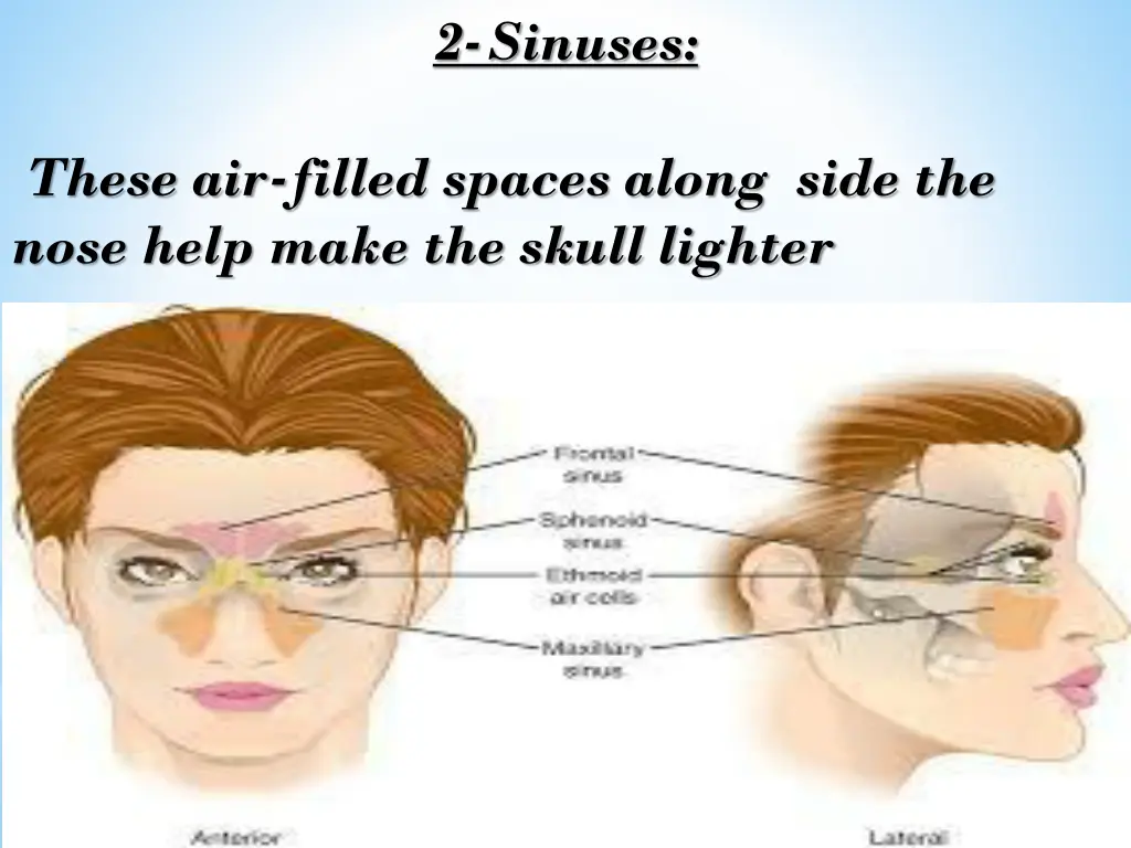 2 sinuses