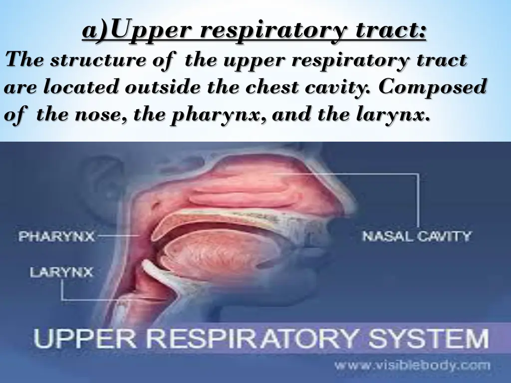 a upper respiratory tract the structure