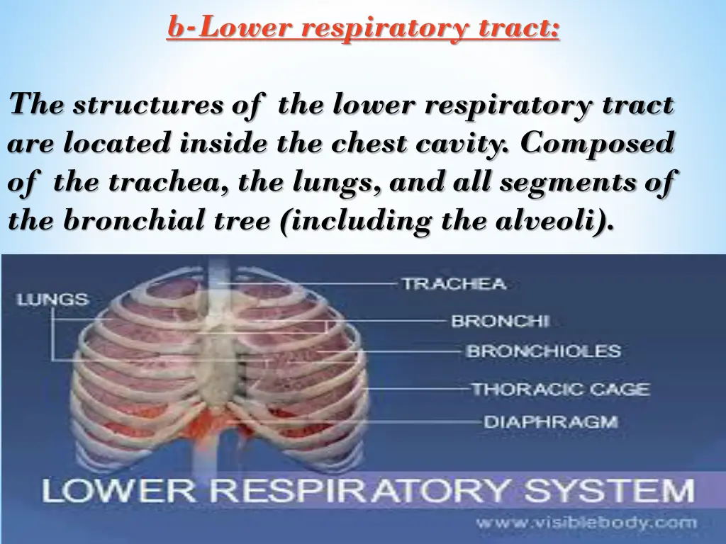 b lower respiratory tract
