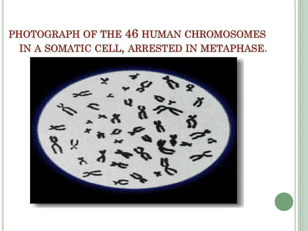 photograph of the 46 human chromosomes