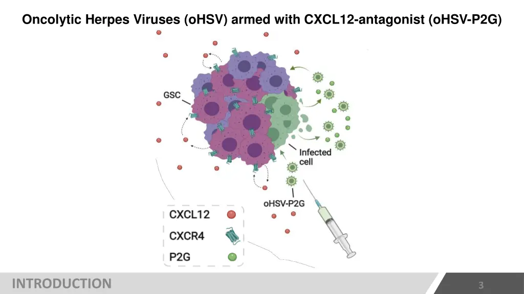 oncolytic herpes viruses ohsv armed with cxcl12