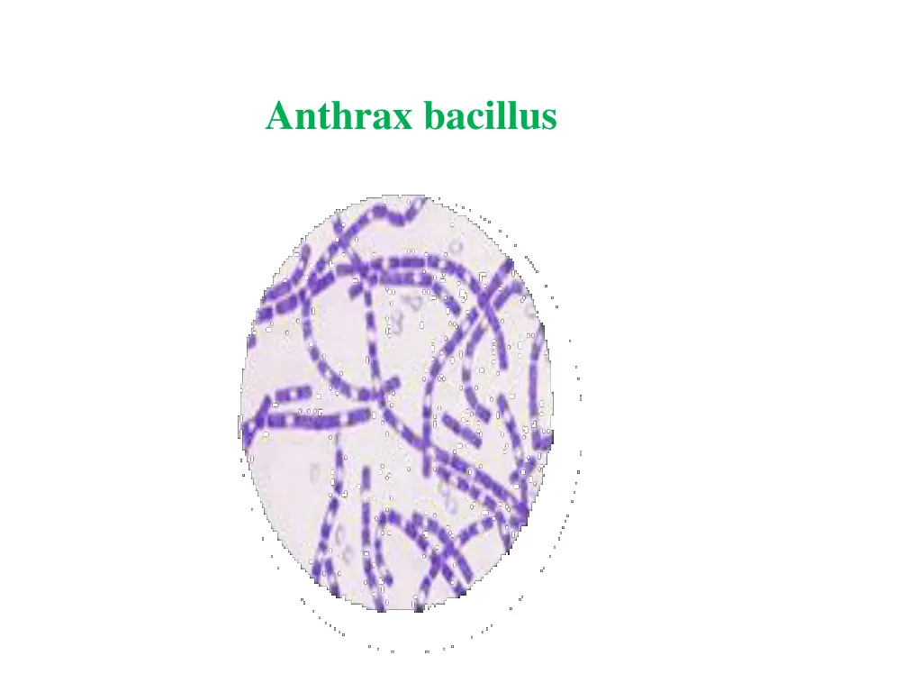 anthrax bacillus