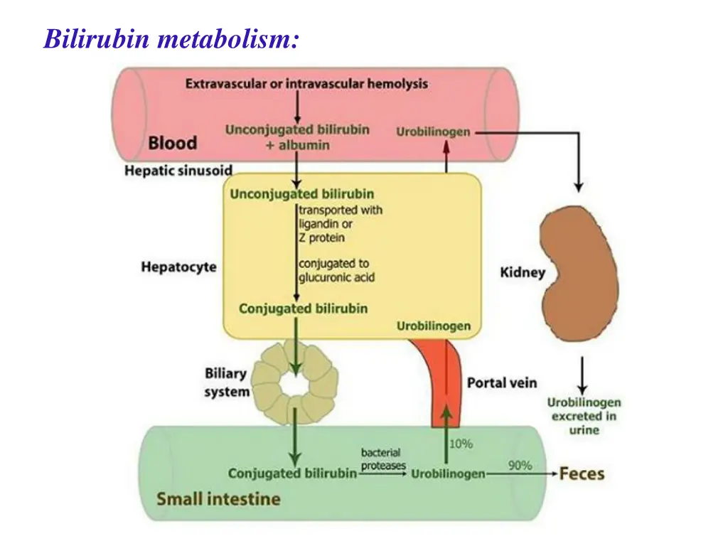 bilirubin metabolism