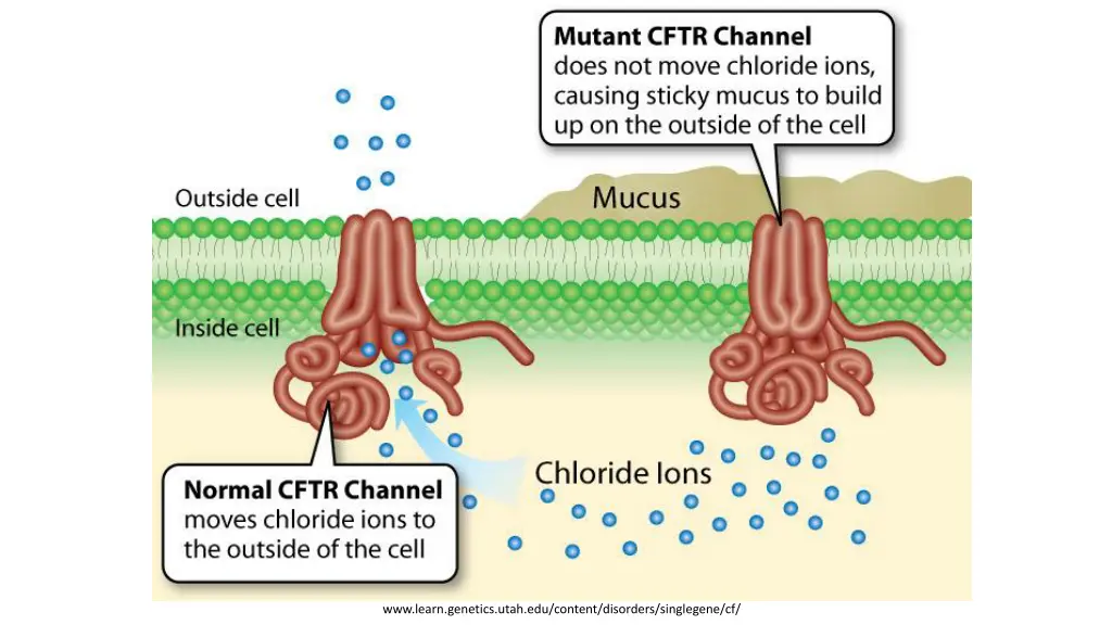 www learn genetics utah edu content disorders