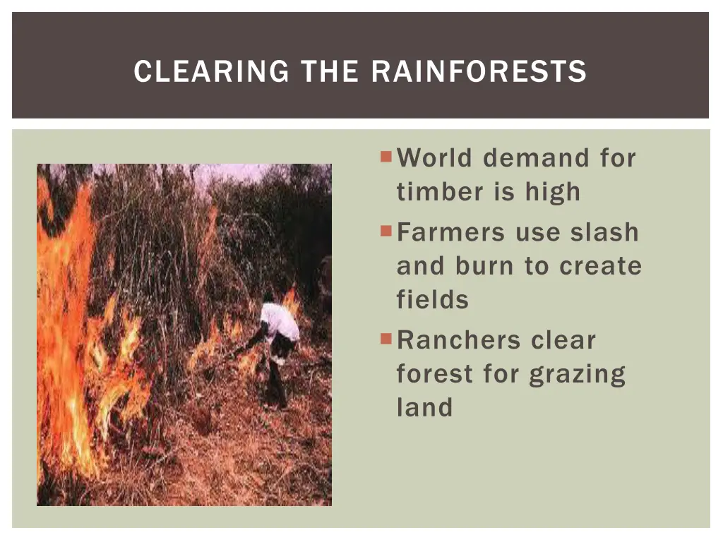 clearing the rainforests