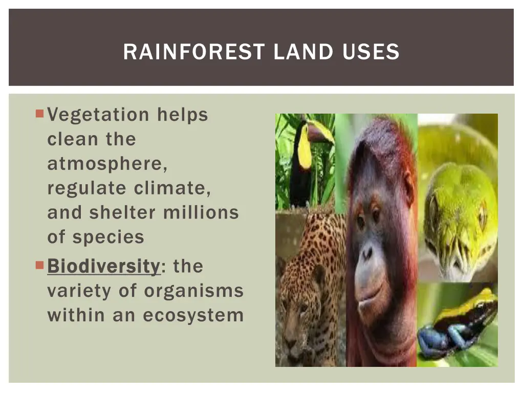rainforest land uses