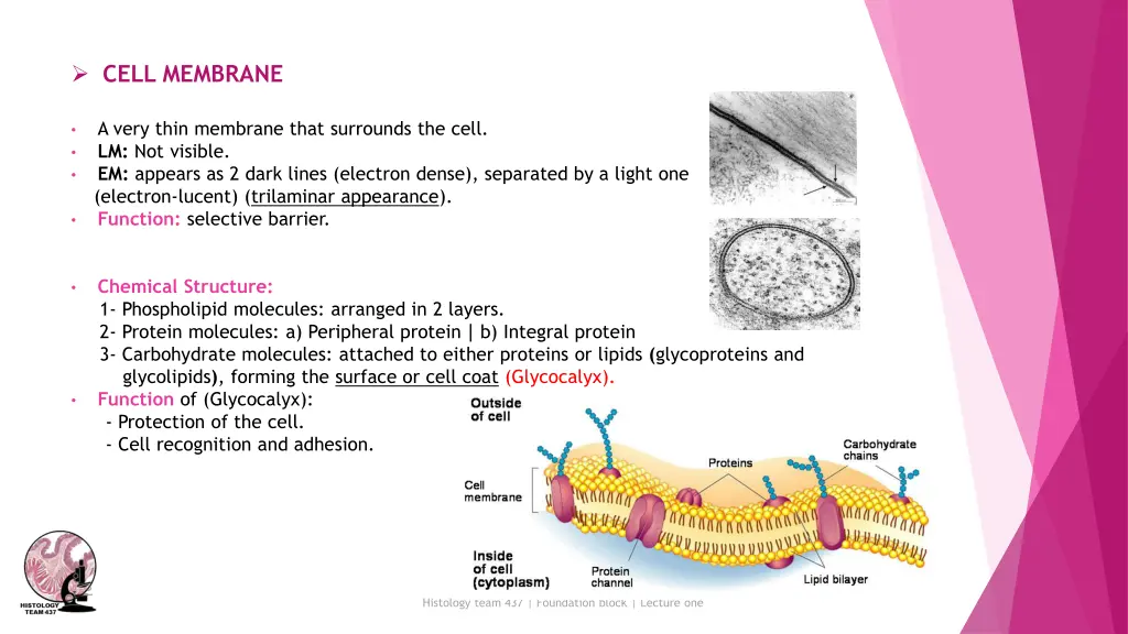 cell membrane