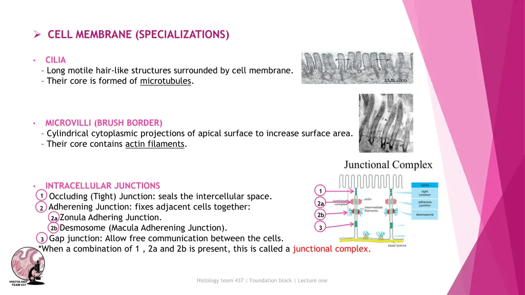 cell membrane specializations