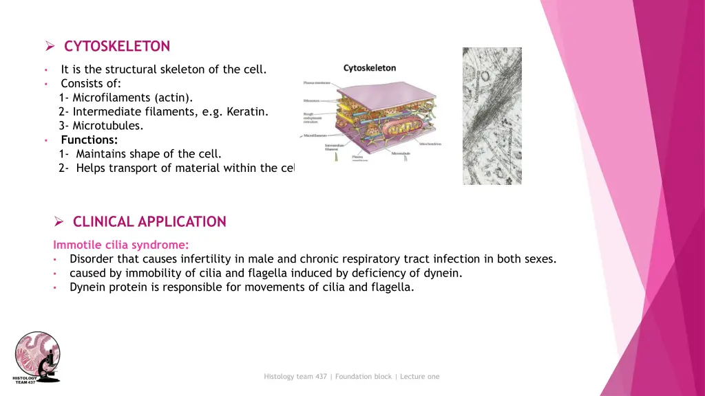 cytoskeleton