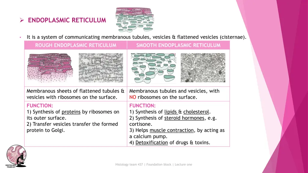 endoplasmic reticulum