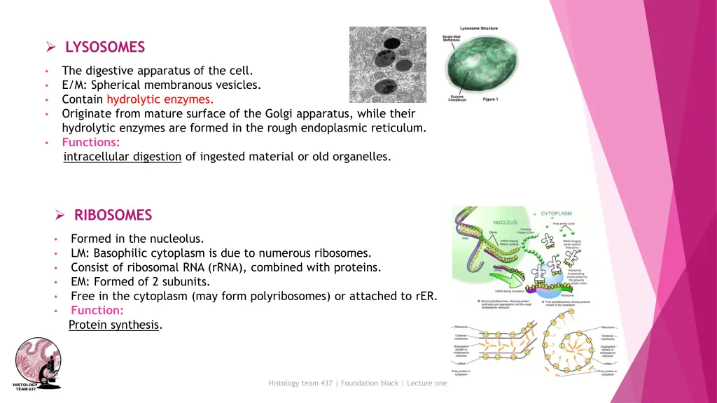 lysosomes