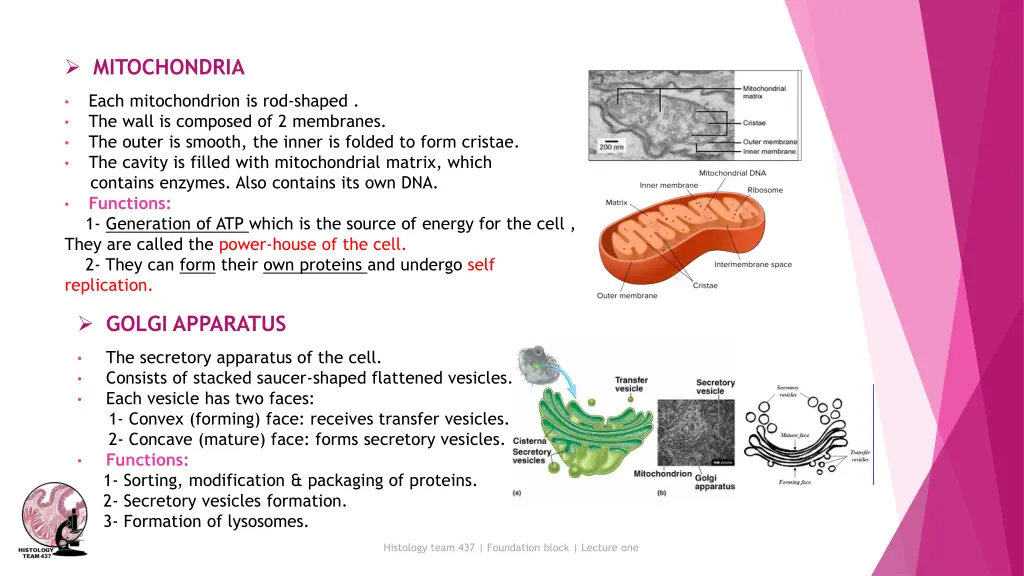 mitochondria
