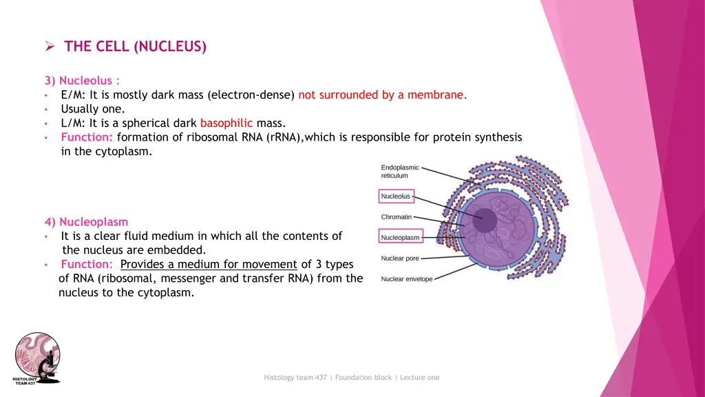 the cell nucleus 1