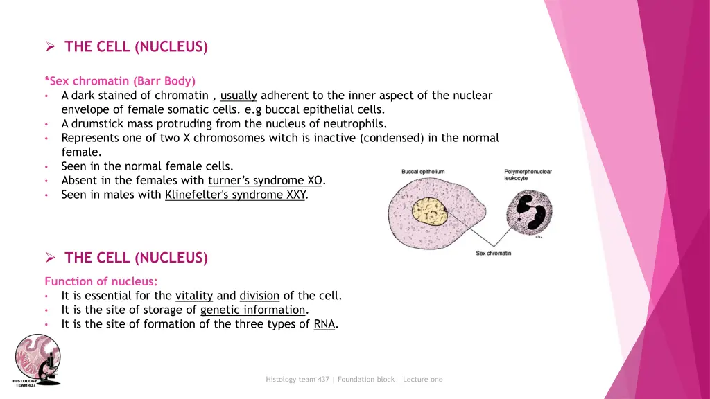 the cell nucleus 2