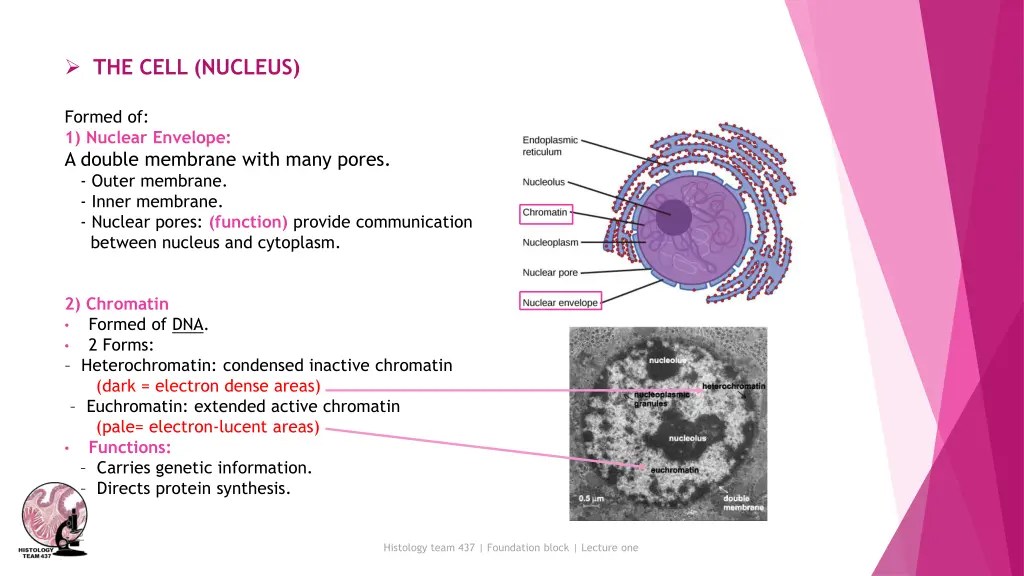 the cell nucleus
