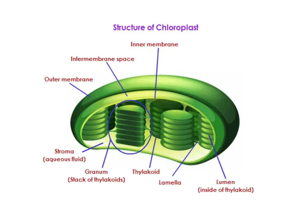 slide7