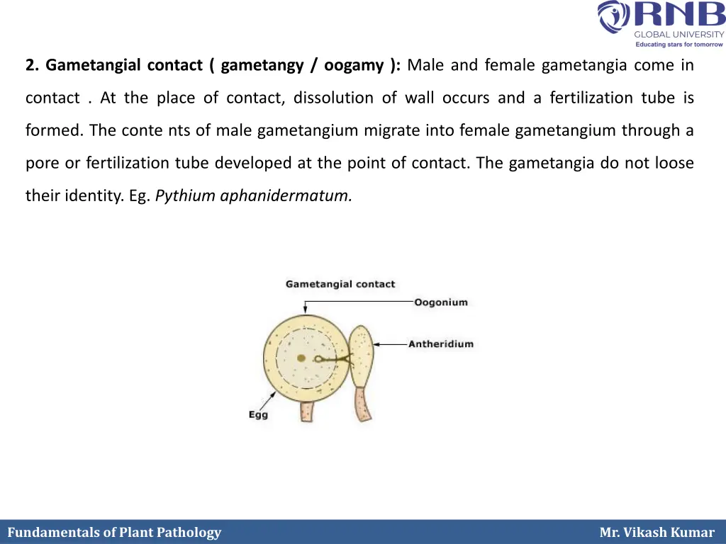 2 gametangial contact gametangy oogamy male