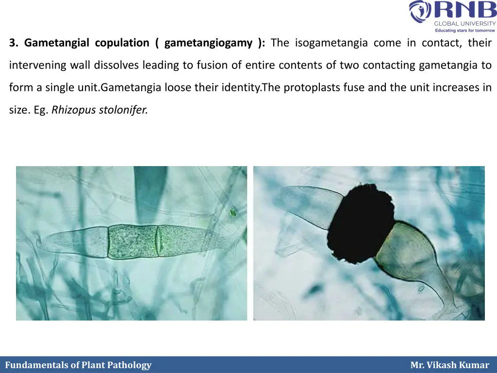 3 gametangial copulation gametangiogamy