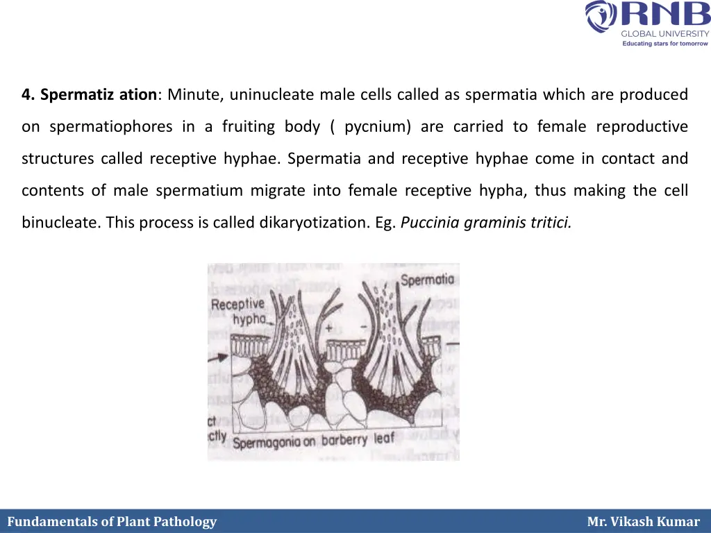 4 spermatiz ation minute uninucleate male cells